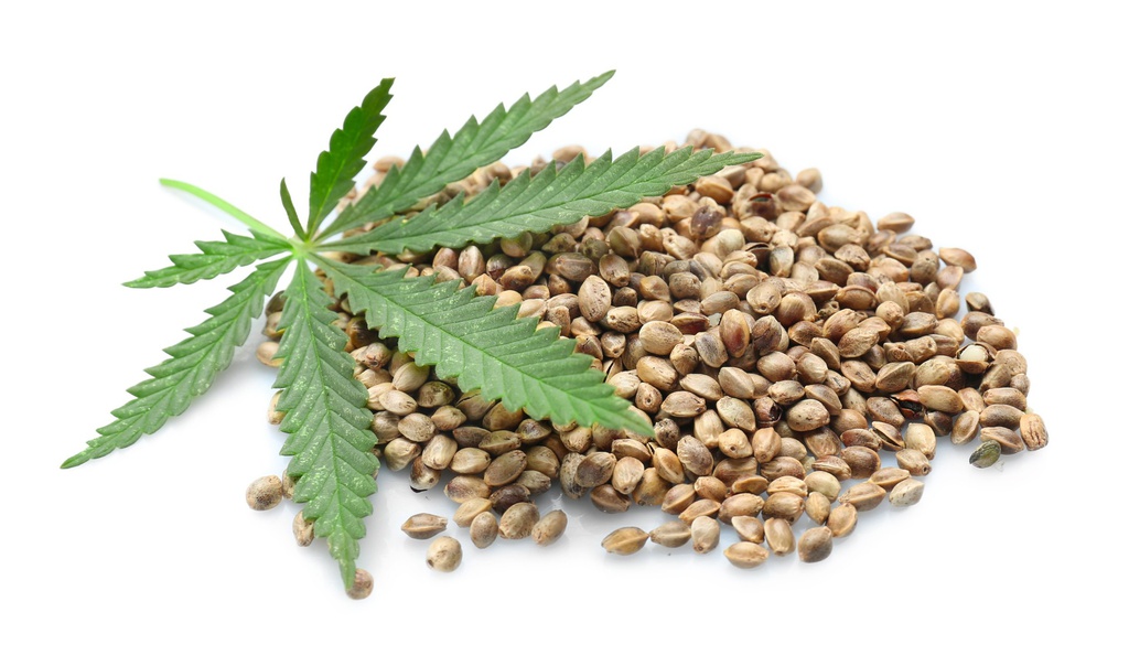 Feminisierte Cannabis Samen: Vorteile und Herausforderungen